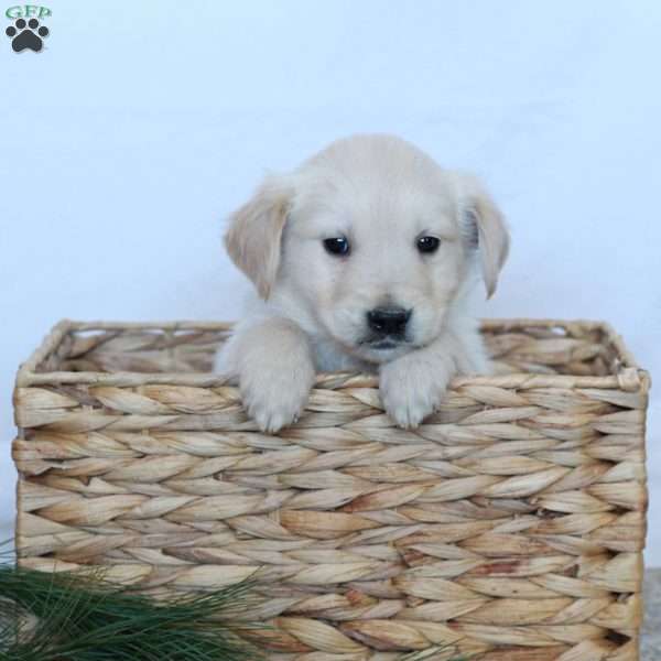 Lucky, Golden Retriever Puppy